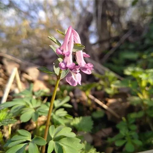 Corydalis solida*, 3 St.