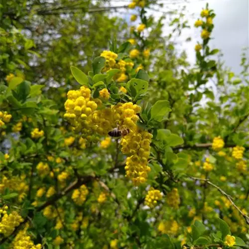Berberis vulgaris°