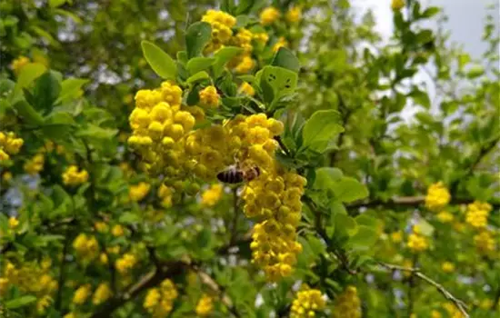 Berberis vulgaris