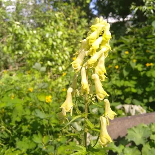 Aconitum (lamarckii) lycoctonum ssp.neapolitanum*