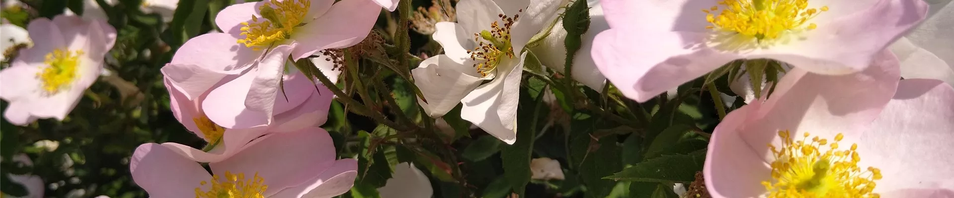 Rosa polliniana (3)-599-0-3024-3024 Rosa polliniana (3)-599-0-3024-3024