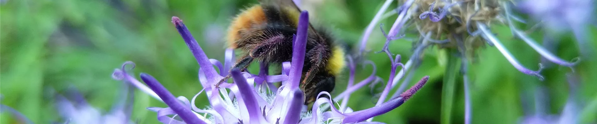 Phytheuma sheuchzerii (5)-512-0-3024-3024 Phytheuma sheuchzerii (5)-512-0-3024-3024