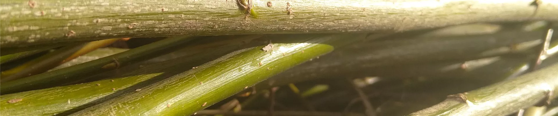 Weidenbündel (1)-677-0-3024-3024 Weidenbündel (1)-677-0-3024-3024