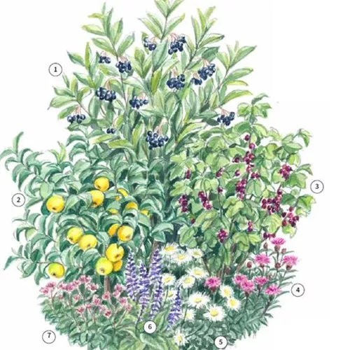 Obst-Trio 1 Kraut und Rüben Obst-Trio 1 Kraut und Rüben