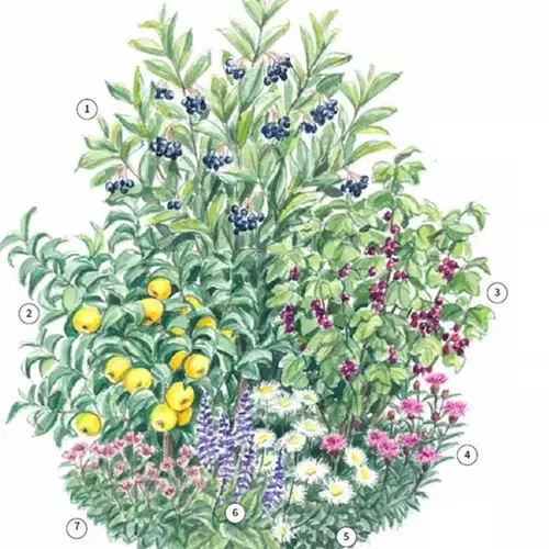 Obst-Trio 1 Kraut und Rüben