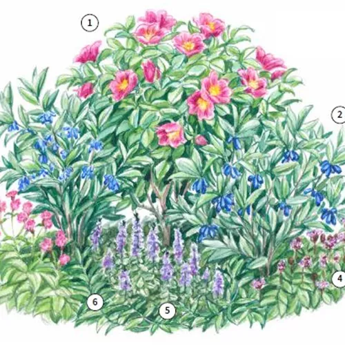 Obst-Trio 3 Kraut und Rüben Obst-Trio 3 Kraut und Rüben