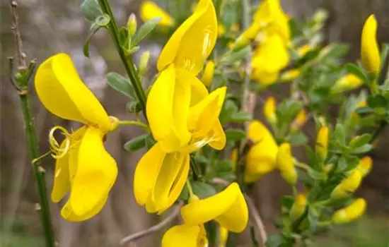 Cytisus scoparius