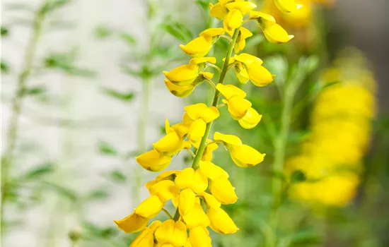 Cytisus nigricans 'Cyni'*