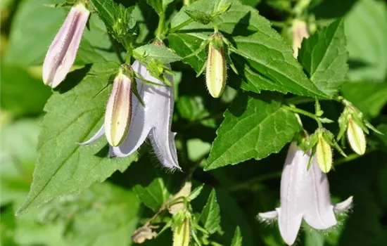 Campanula latifolia