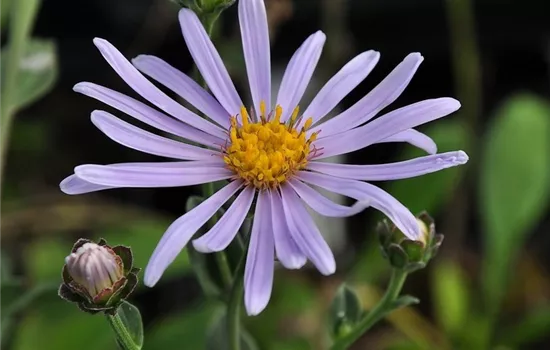 Aster amellus Rudolf Goethe