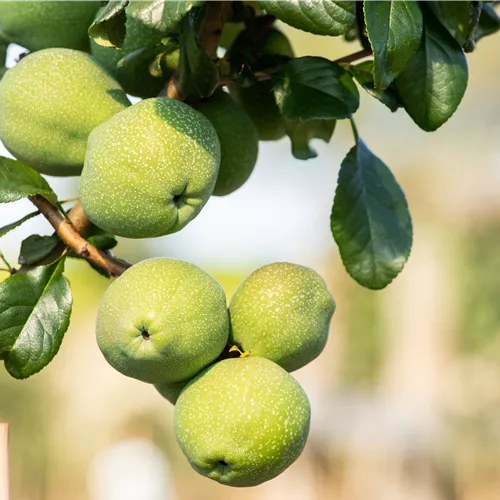 Chaenomeles superba Crimson Gold°