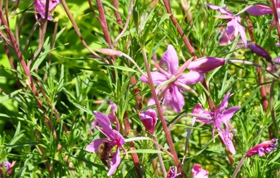 Epilobium dodonaei