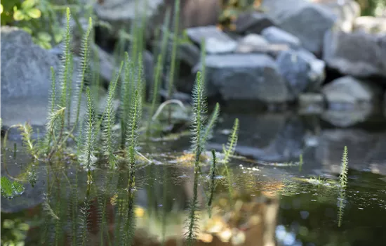 Equisetum fluviatile