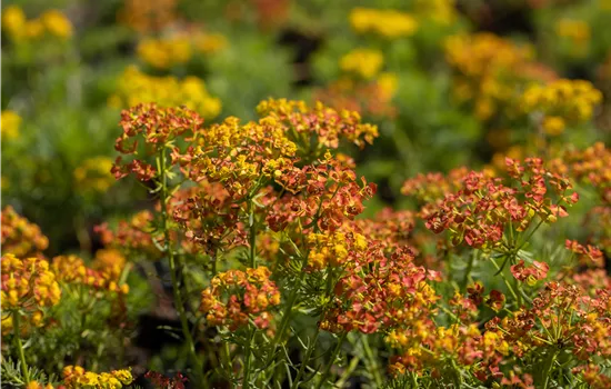 Euphorbia cyparissias