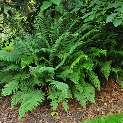Athyrium filix-femina*