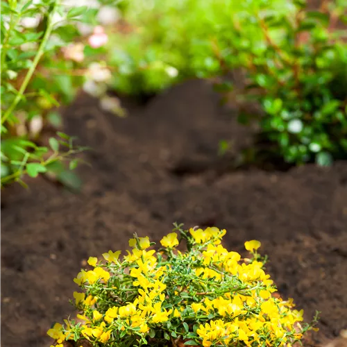 Genista pilosa Lemon Spreader*