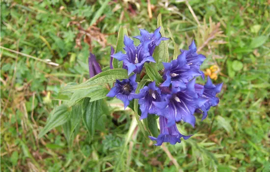 Gentiana asclepiadea