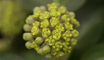 Hedera helix Arborescens