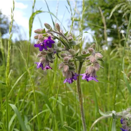 Anchusa officinalis (SA)*