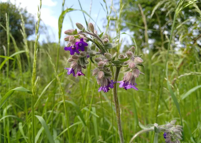 Anchusa officinalis (SA)*