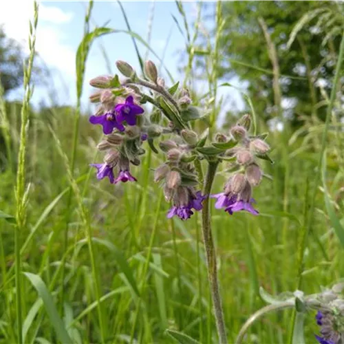 Anchusa officinalis (SA)*