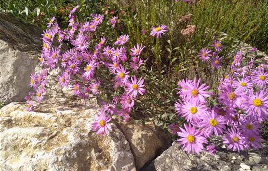 Aster amellus