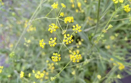 Bupleurum ranunculoides