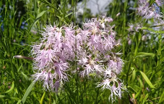 Dianthus superbus