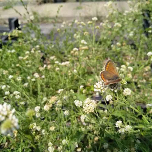 Dorycnium germanicum ssp.pentaphyllum