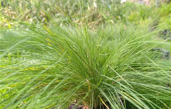 Festuca valesiaca