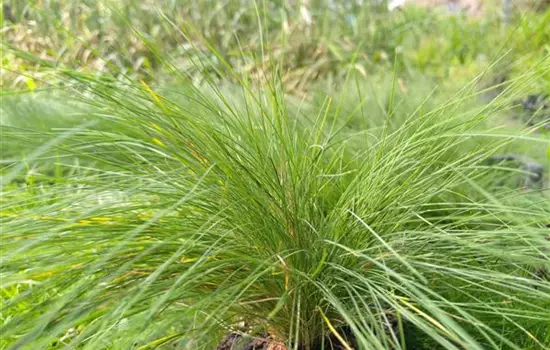 Festuca valesiaca