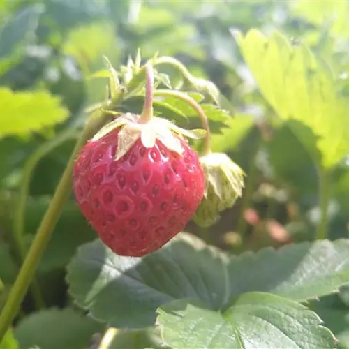 Fragaria Manille