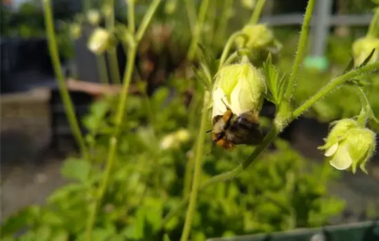 Geum rivale Album