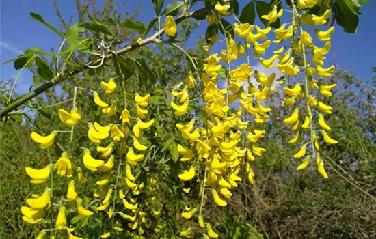 Laburnum anagyroides