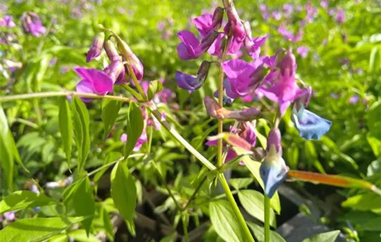 Lathyrus vernus