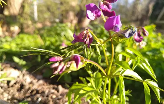 Lathyrus vernus