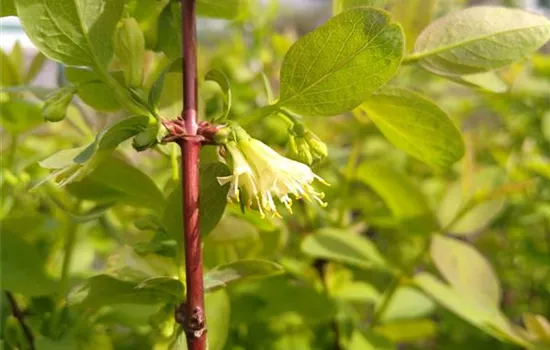 Lonicera caerulea
