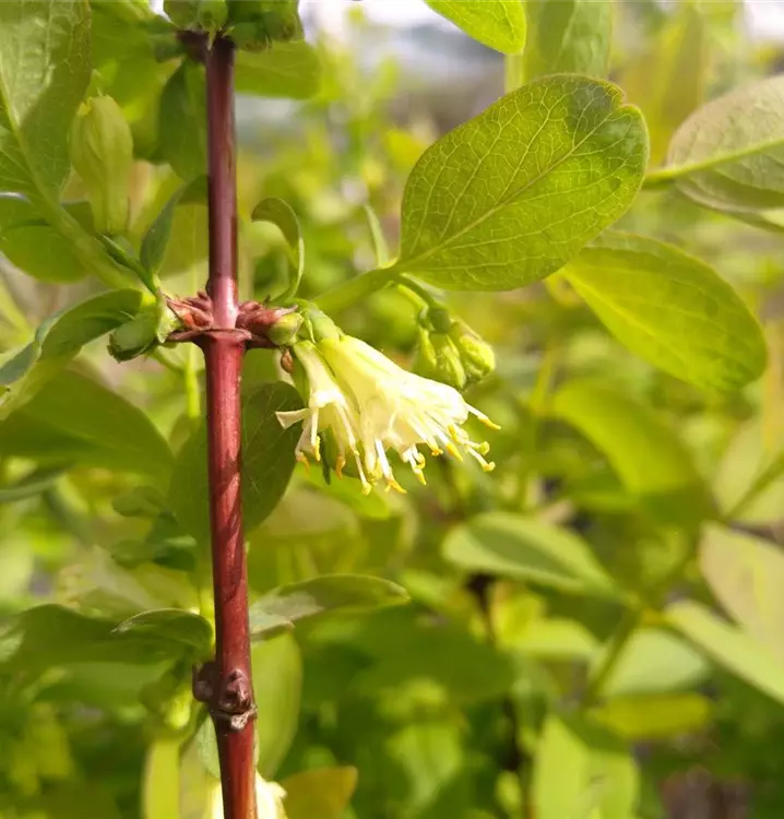 Lonicera caerulea