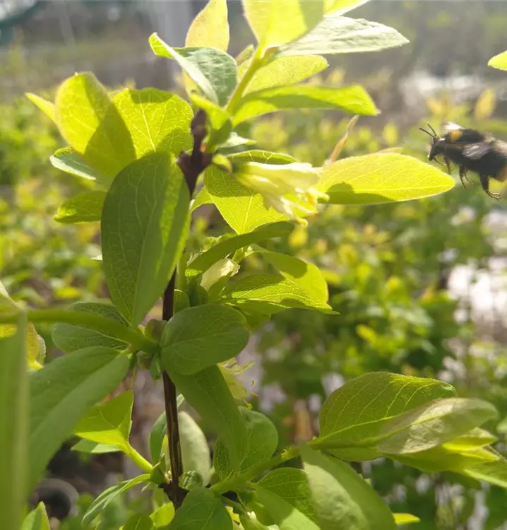 Lonicera caerulea