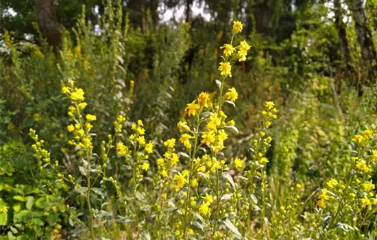 Hypericum hirsutum