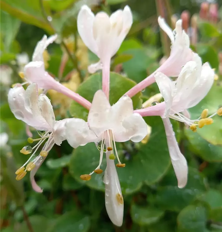 Lonicera periclymenum*