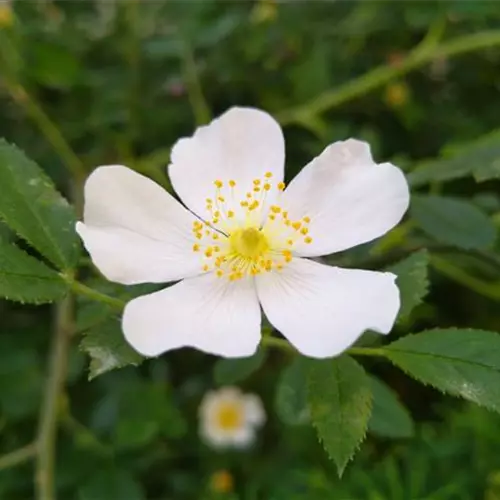 Rosa agrestis*
