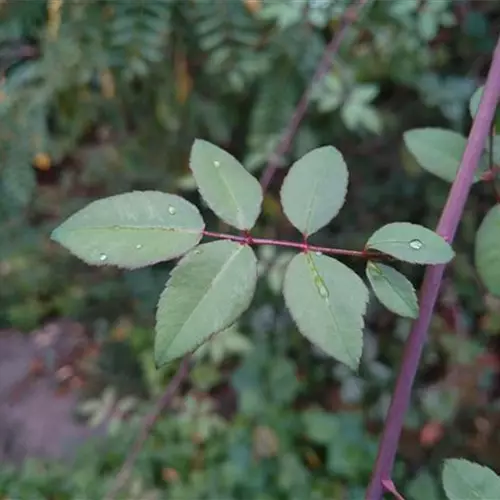 Rosa arvensis°