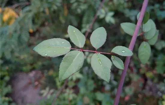 Rosa arvensis