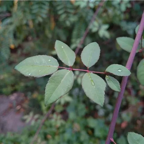 Rosa arvensis