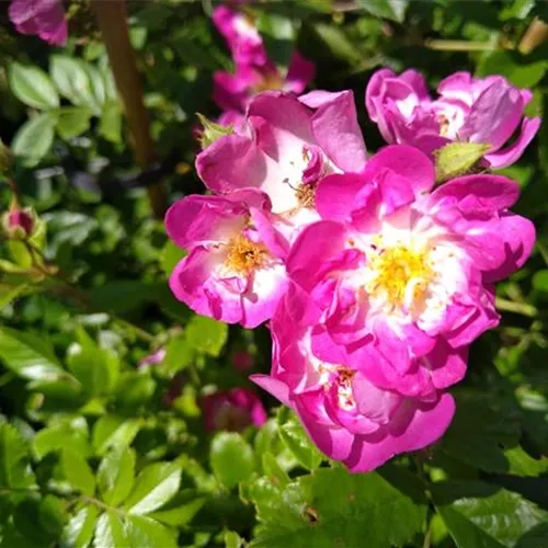 Rosa Hermann Schmidt [R]