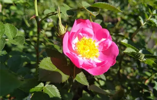 Rosa rubiginosa Meg Merrilies