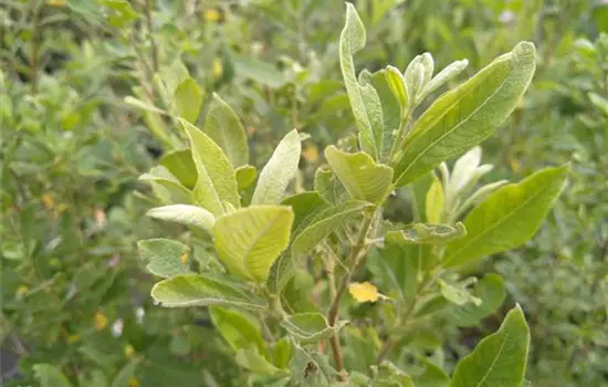 Salix cinerea