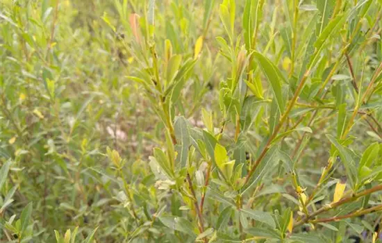 Salix purpurea