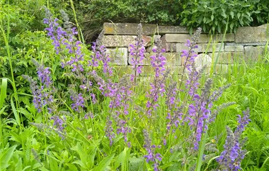 Salvia pratensis